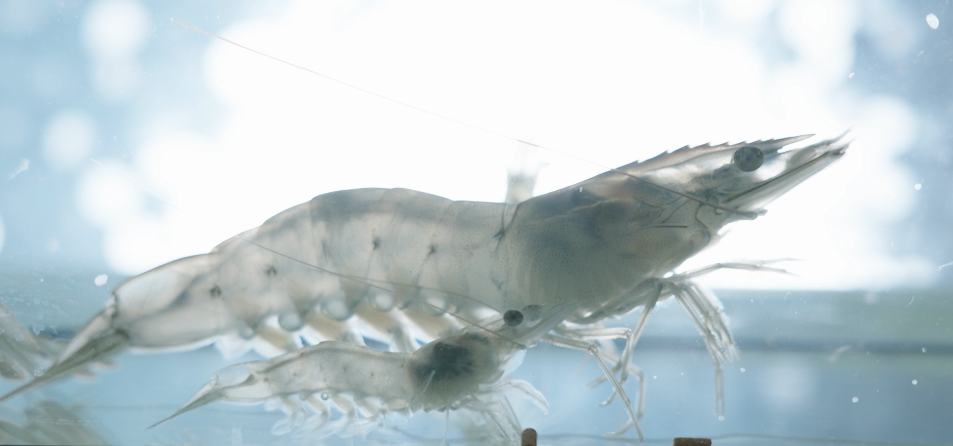 うるみえびの哲学