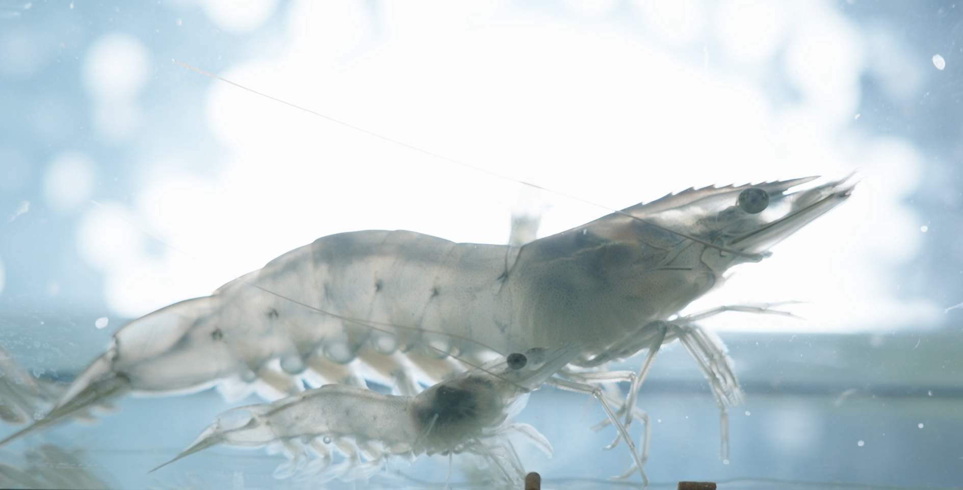 うるみえびの生命