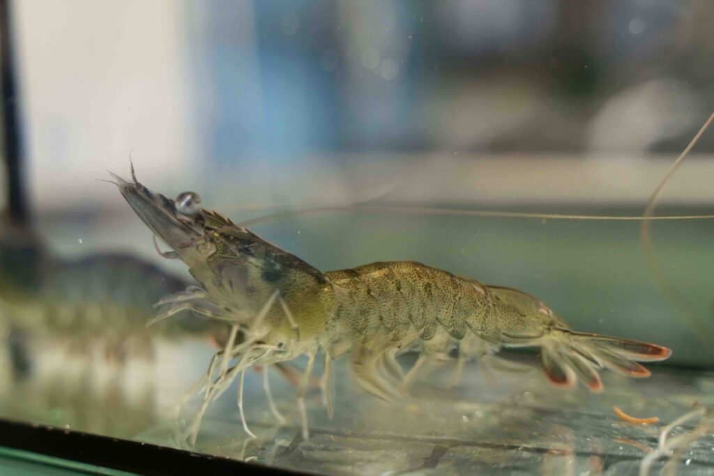 泳ぐうるみえび