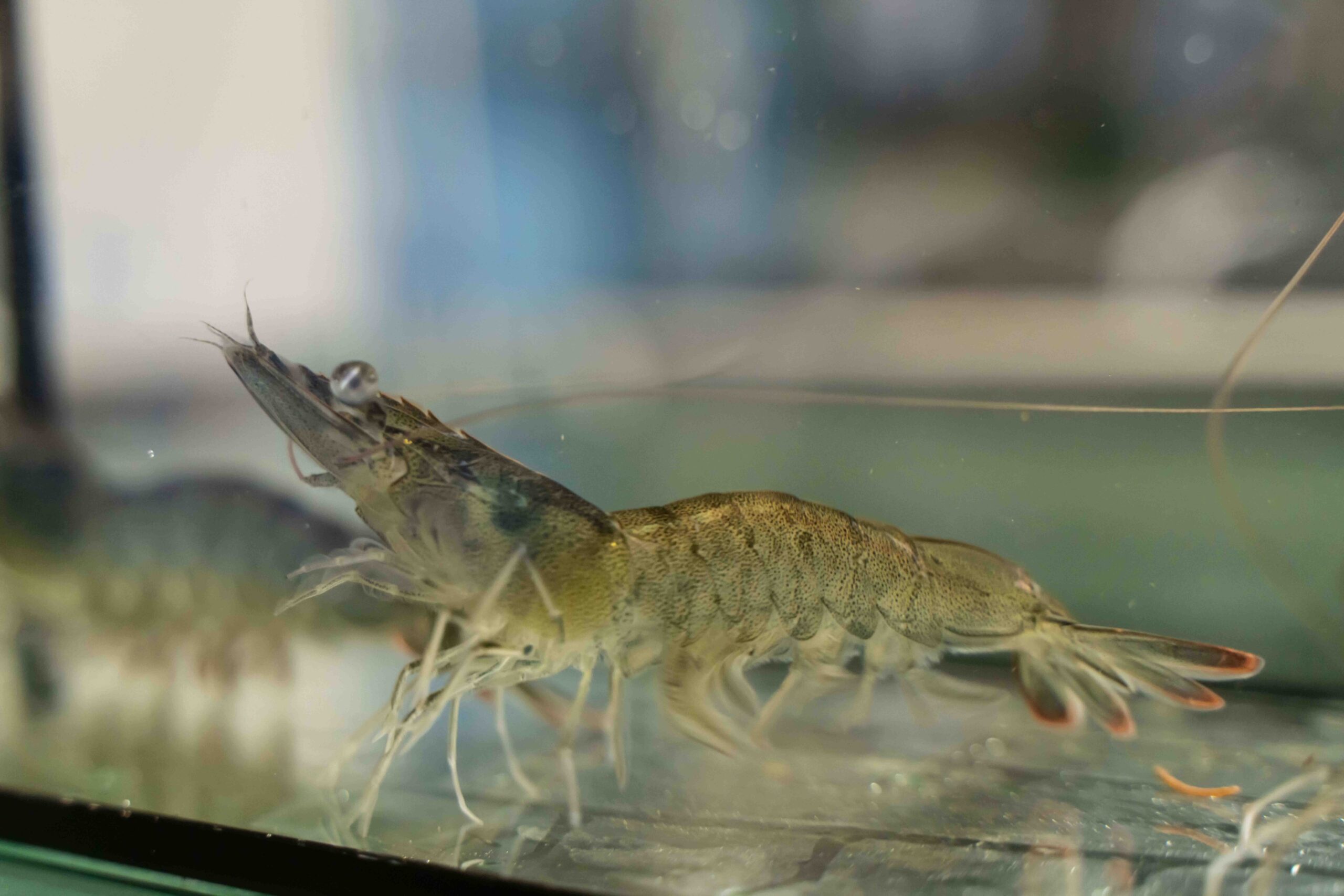 泳ぐうるみえび